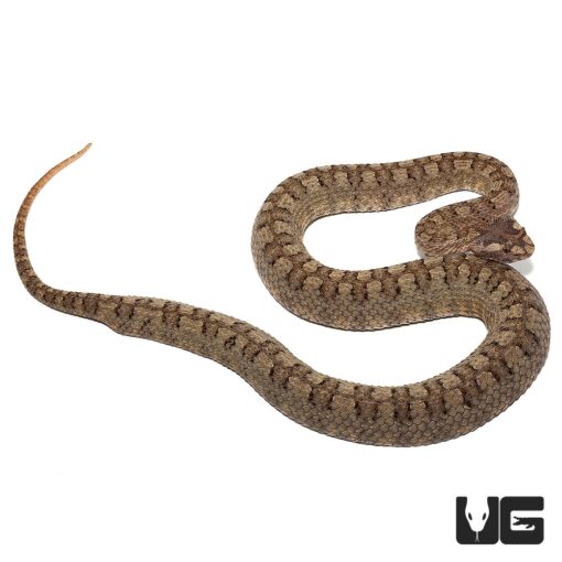 HORNED PIT VIPERS FOR SALE - Image 3