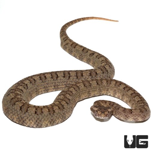 HORNED PIT VIPERS FOR SALE - Image 4