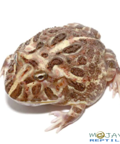 ADULT INFERNO PACMAN FROG FOR SALE
