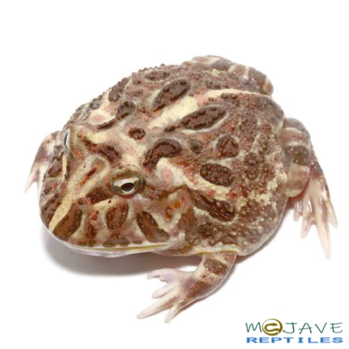 ADULT INFERNO PACMAN FROG FOR SALE