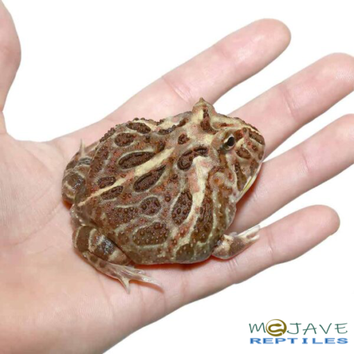 ADULT INFERNO PACMAN FROG FOR SALE - Image 2