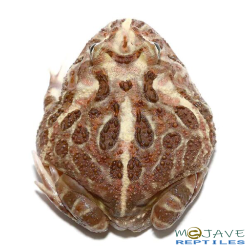 ADULT INFERNO PACMAN FROG FOR SALE - Image 3