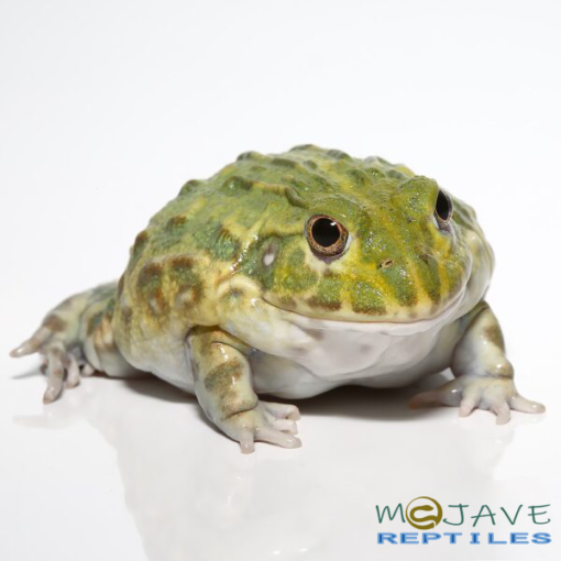 JUVENILE GIANT PIXIE FROGS FOR SALE