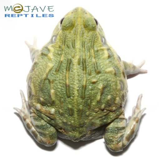 JUVENILE GIANT PIXIE FROGS FOR SALE - Image 2