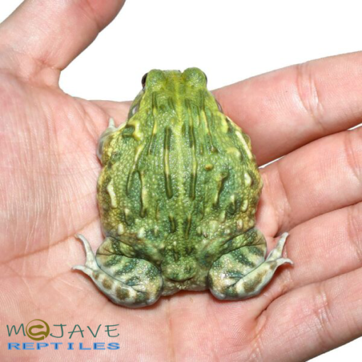 JUVENILE GIANT PIXIE FROGS FOR SALE - Image 4