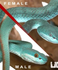 BLUE KOMODO ISLAND VIPER PAIR FOR SALE