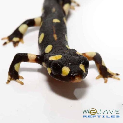 LAKE URMIA NEWTS FOR SALE
