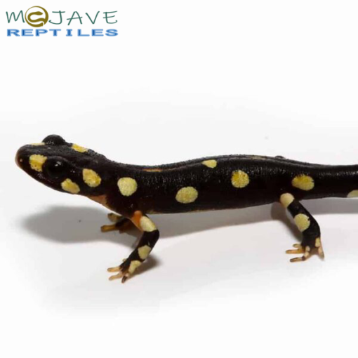 LAKE URMIA NEWTS FOR SALE - Image 2
