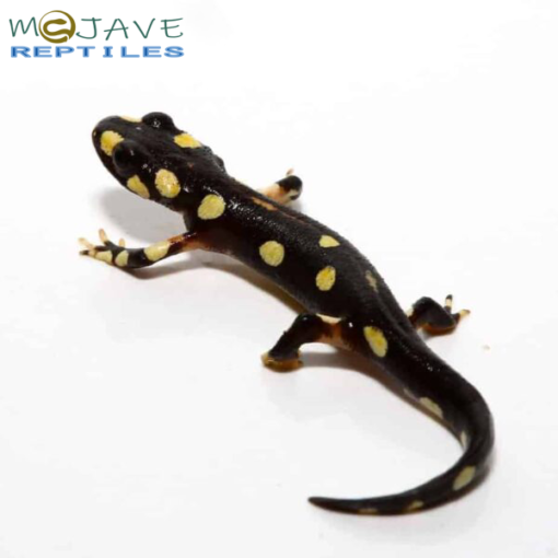 LAKE URMIA NEWTS FOR SALE - Image 3