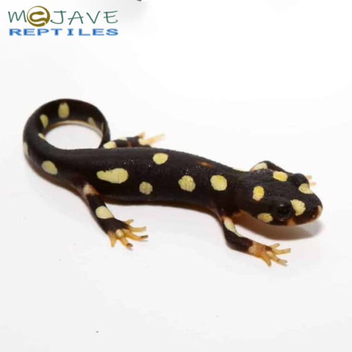 LAKE URMIA NEWTS FOR SALE - Image 4