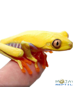 LUTINO RED EYED TREE FROGS FOR SALE