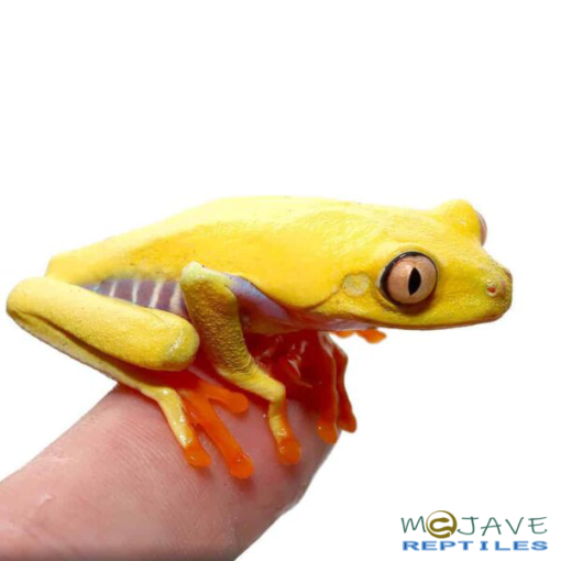 LUTINO RED EYED TREE FROGS FOR SALE