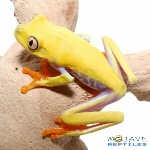 LUTINO RED EYED TREE FROGS FOR SALE - Image 2