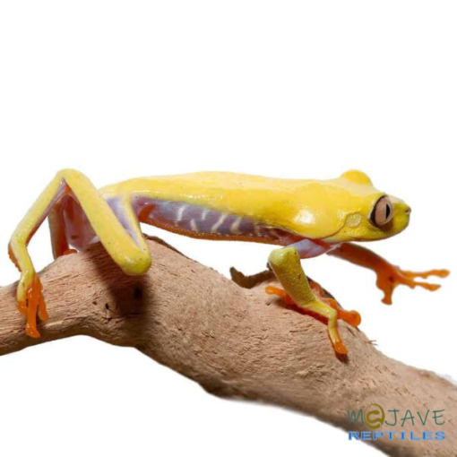 LUTINO RED EYED TREE FROGS FOR SALE - Image 3