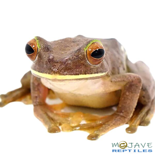 MALAGASY GLIDING FROGS FOR SALE