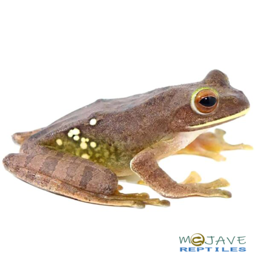 MALAGASY GLIDING FROGS FOR SALE - Image 2
