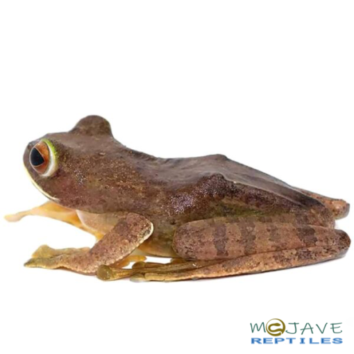 MALAGASY GLIDING FROGS FOR SALE - Image 3