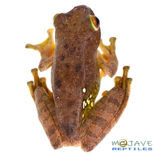 MALAGASY GLIDING FROGS FOR SALE - Image 4
