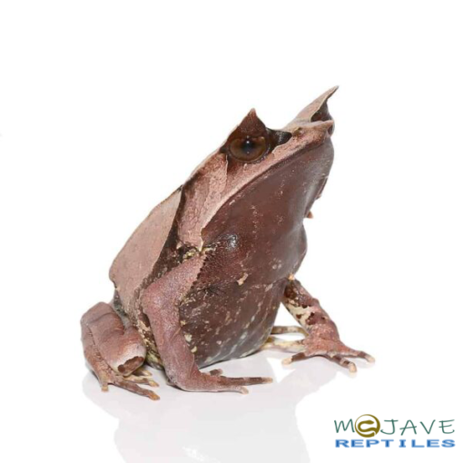 MALAYSIAN LEAF FROGS FOR SALE
