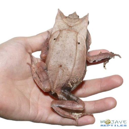 MALAYSIAN LEAF FROGS FOR SALE - Image 2