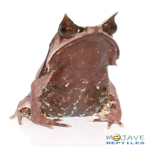 MALAYSIAN LEAF FROGS FOR SALE - Image 3