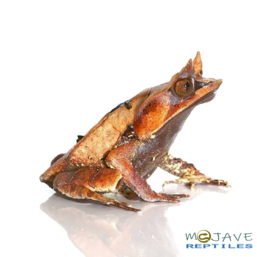 MALAYSIAN LEAF FROGS FOR SALE - Image 4