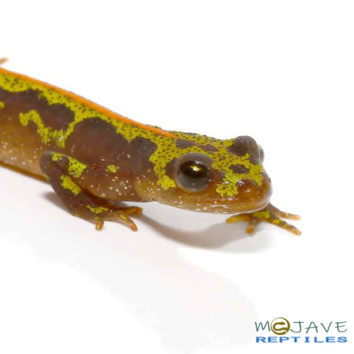 MARBLED NEWTS FOR SALE