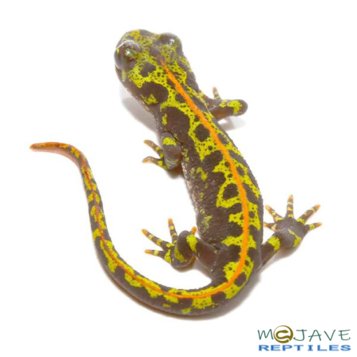 MARBLED NEWTS FOR SALE - Image 2