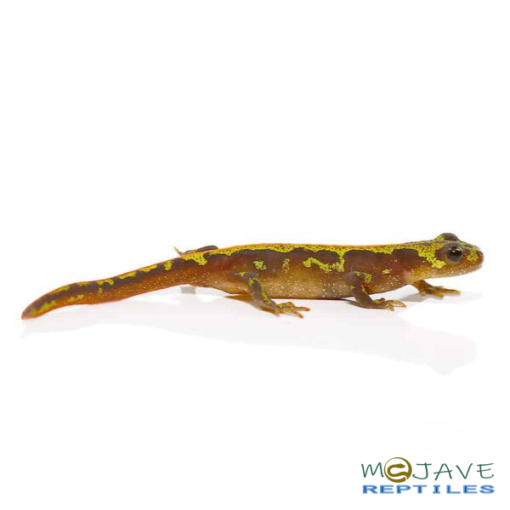 MARBLED NEWTS FOR SALE - Image 3