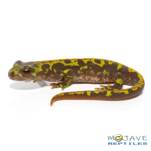 MARBLED NEWTS FOR SALE - Image 4