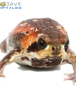 WE HAVE MOZAMBIQUE RAIN FROGS FOR SALE