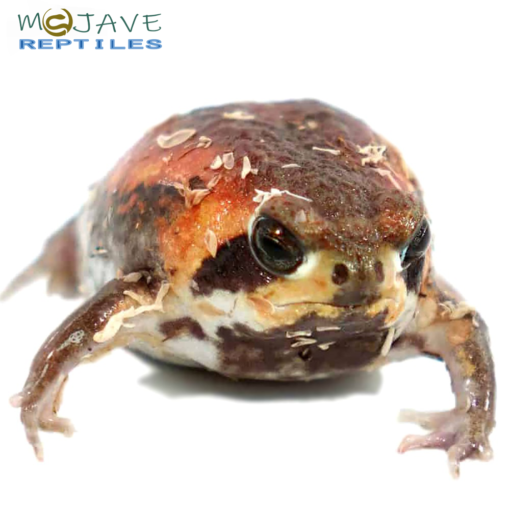 WE HAVE MOZAMBIQUE RAIN FROGS FOR SALE
