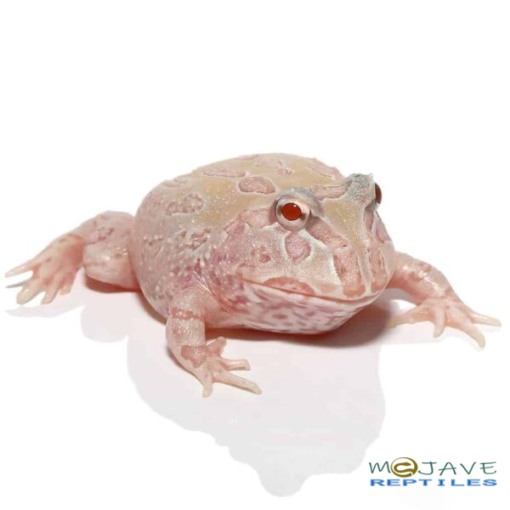 MUTANT ALBINO SUNBURST PACMAN FROGS FOR SALE