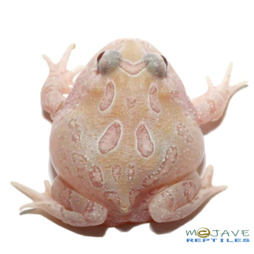 MUTANT ALBINO SUNBURST PACMAN FROGS FOR SALE - Image 2