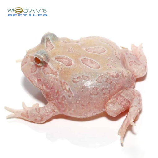 MUTANT ALBINO SUNBURST PACMAN FROGS FOR SALE - Image 3