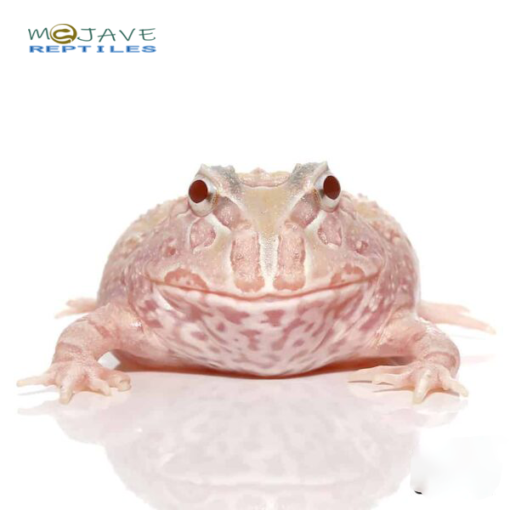 MUTANT ALBINO SUNBURST PACMAN FROGS FOR SALE - Image 4
