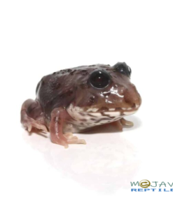 Mutant Black Eyed Calico Pacman Frog For Sale