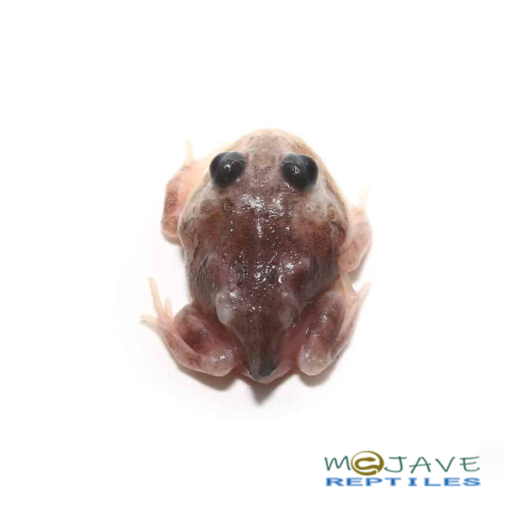 Mutant Black Eyed Calico Pacman Frog For Sale - Image 2