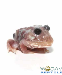 Mutant Black Eyed Silver Translucent Pacman Frog