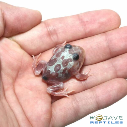 Mutant Black Eyed Silver Translucent Pacman Frog - Image 2