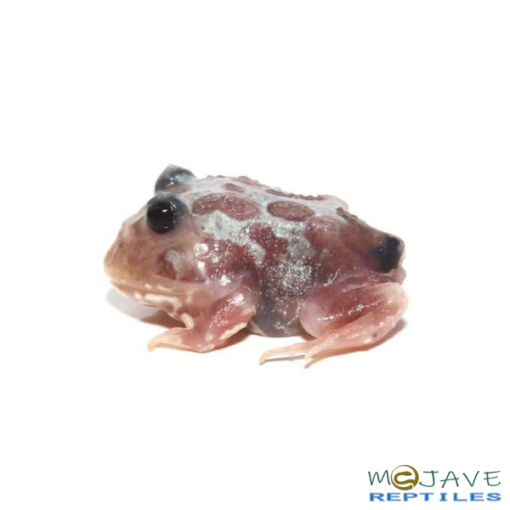 Mutant Black Eyed Silver Translucent Pacman Frog - Image 4