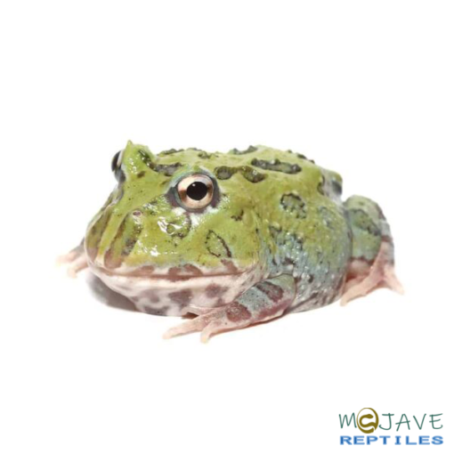 MUTANT CARIBBEAN PACMAN FROGS FOR SALE