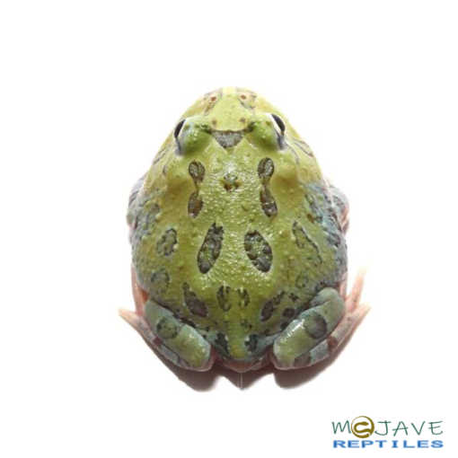 MUTANT CARIBBEAN PACMAN FROGS FOR SALE - Image 2