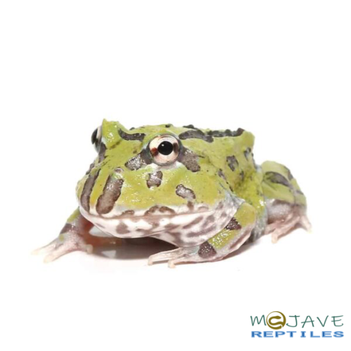 MUTANT CARIBBEAN PACMAN FROGS FOR SALE - Image 3