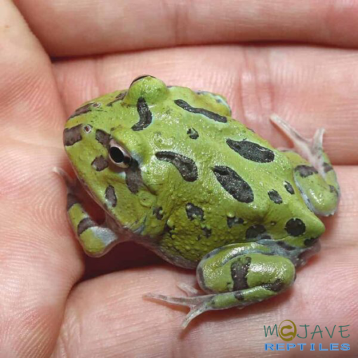 MUTANT CARIBBEAN PACMAN FROGS FOR SALE - Image 4