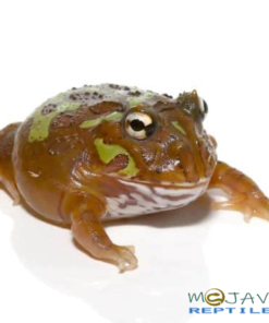 MUTANT CLOWN NEBULA PACMAN FROGS FOR SALE