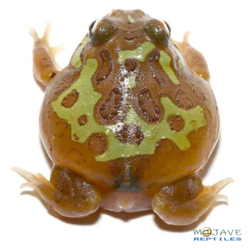 MUTANT CLOWN NEBULA PACMAN FROGS FOR SALE - Image 2