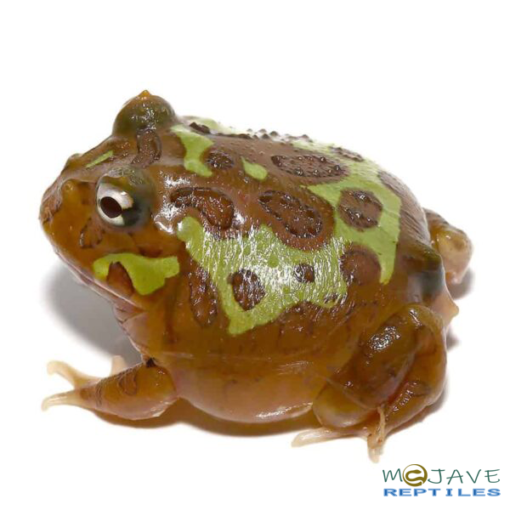 MUTANT CLOWN NEBULA PACMAN FROGS FOR SALE - Image 3