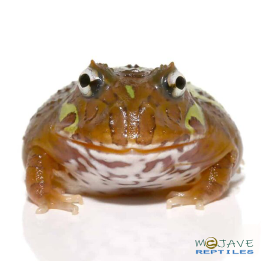 MUTANT CLOWN NEBULA PACMAN FROGS FOR SALE - Image 4