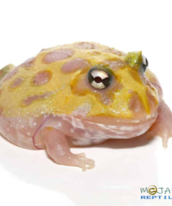MUTANT NEON CLOWN PACMAN FROGS FOR SALE
